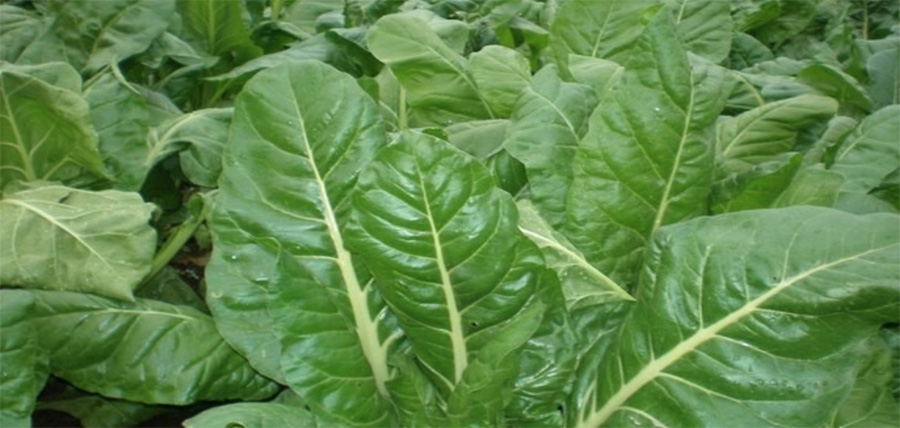 Σέσκουλα ή λαχανίδες με αντιοξειδωτικές και αντικαρκινικές ουσίες article cover image