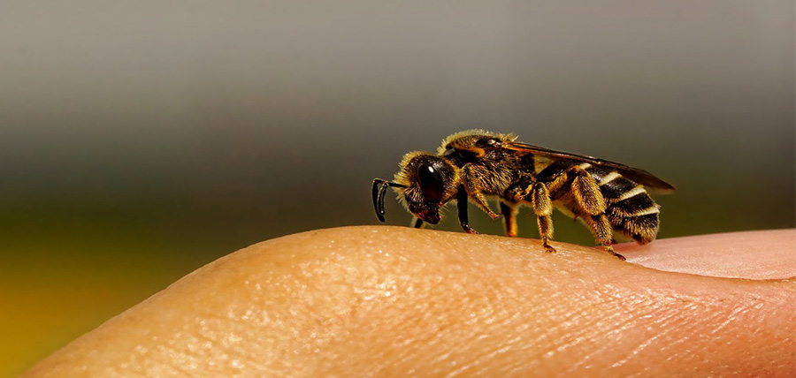 Πρώτες βοήθειες για τσίμπημα μέλισσας, σφήκας article cover image