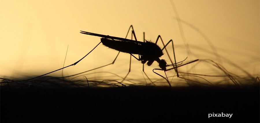 Γιατί φέτος τα κουνούπια τρομάζουν την Ευρώπη – Τι συμβαίνει στην Ελλάδα article cover image