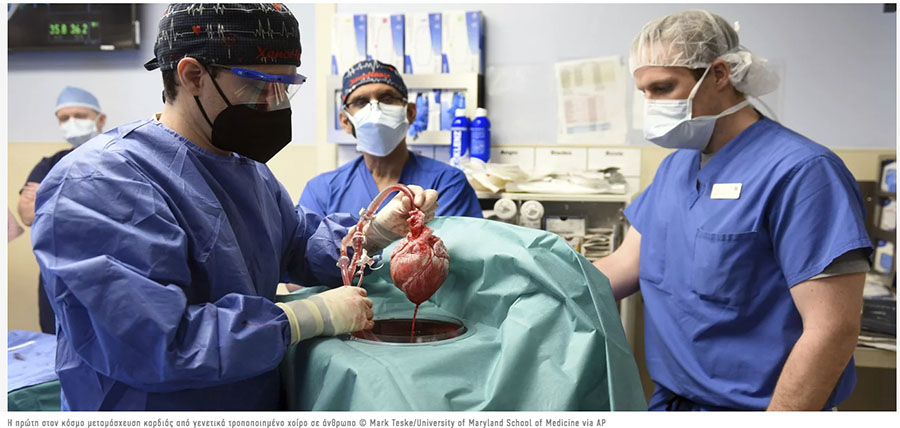 Γεγονός η πρώτη στον κόσμο μεταμόσχευση καρδιάς σε άνθρωπο από γενετικά τροποποιημένο χοίρο article cover image